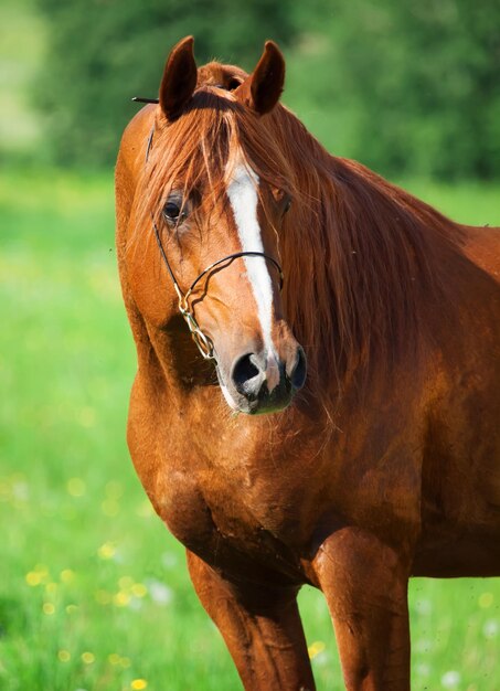 Foto retrato de um cavalo de pé em terra