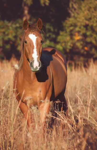 Foto retrato de um cavalo de pé em um campo gramado