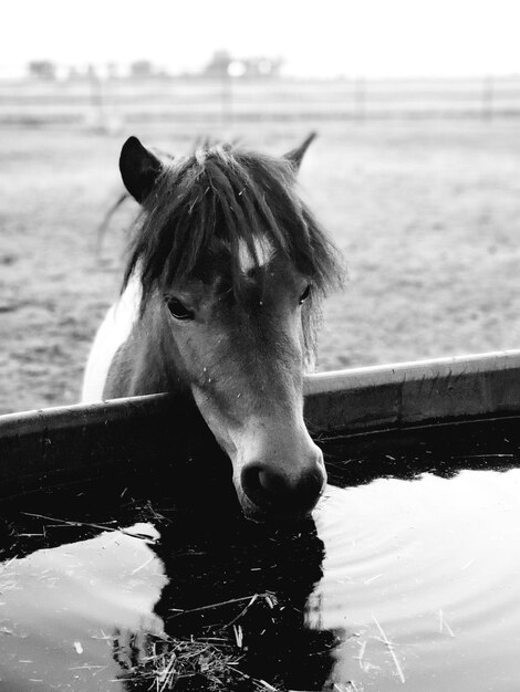 Foto retrato de um cavalo de pé em um rancho