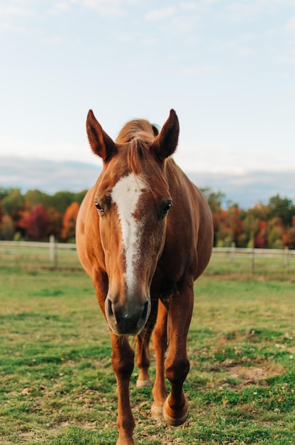 Retrato de um cavalo de pé em um rancho