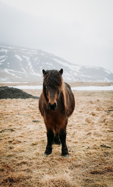Retrato de um cavalo de pé no campo contra a montanha