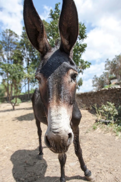 Foto retrato de um cavalo de pé no campo contra o céu