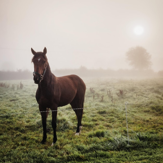 Retrato de um cavalo de pé no campo