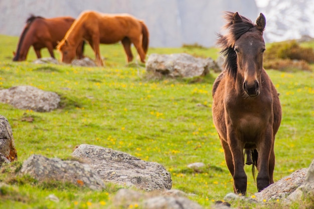 Retrato de um cavalo de pé no campo
