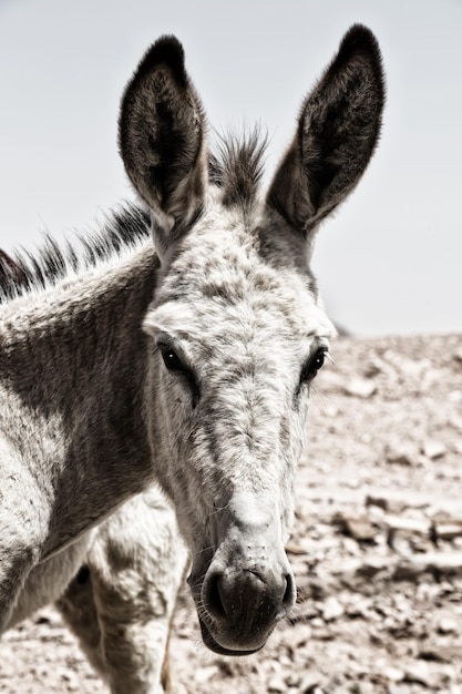 Retrato de um cavalo em close-up