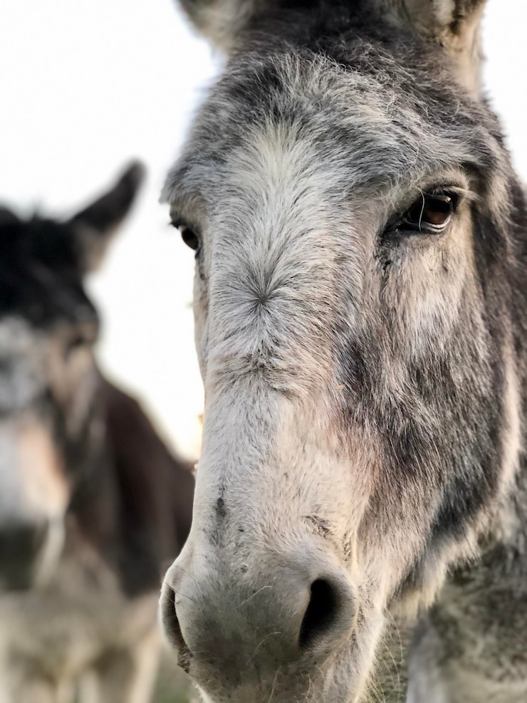 Foto retrato de um cavalo em close-up