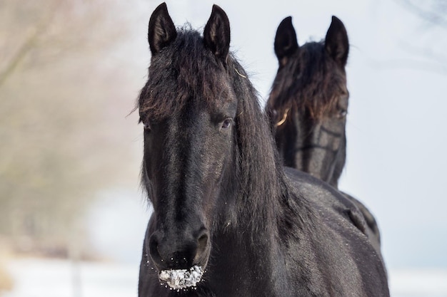 Retrato de um cavalo frisão no inverno de fundo