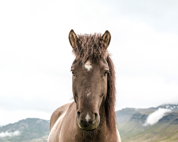 Retrato de um cavalo garanhão