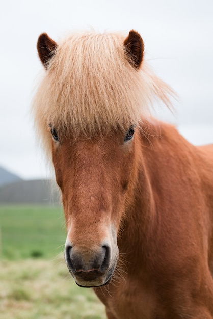 Retrato de um cavalo islandês