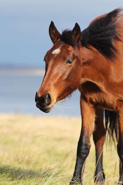 Retrato de um cavalo marrom comendo grama