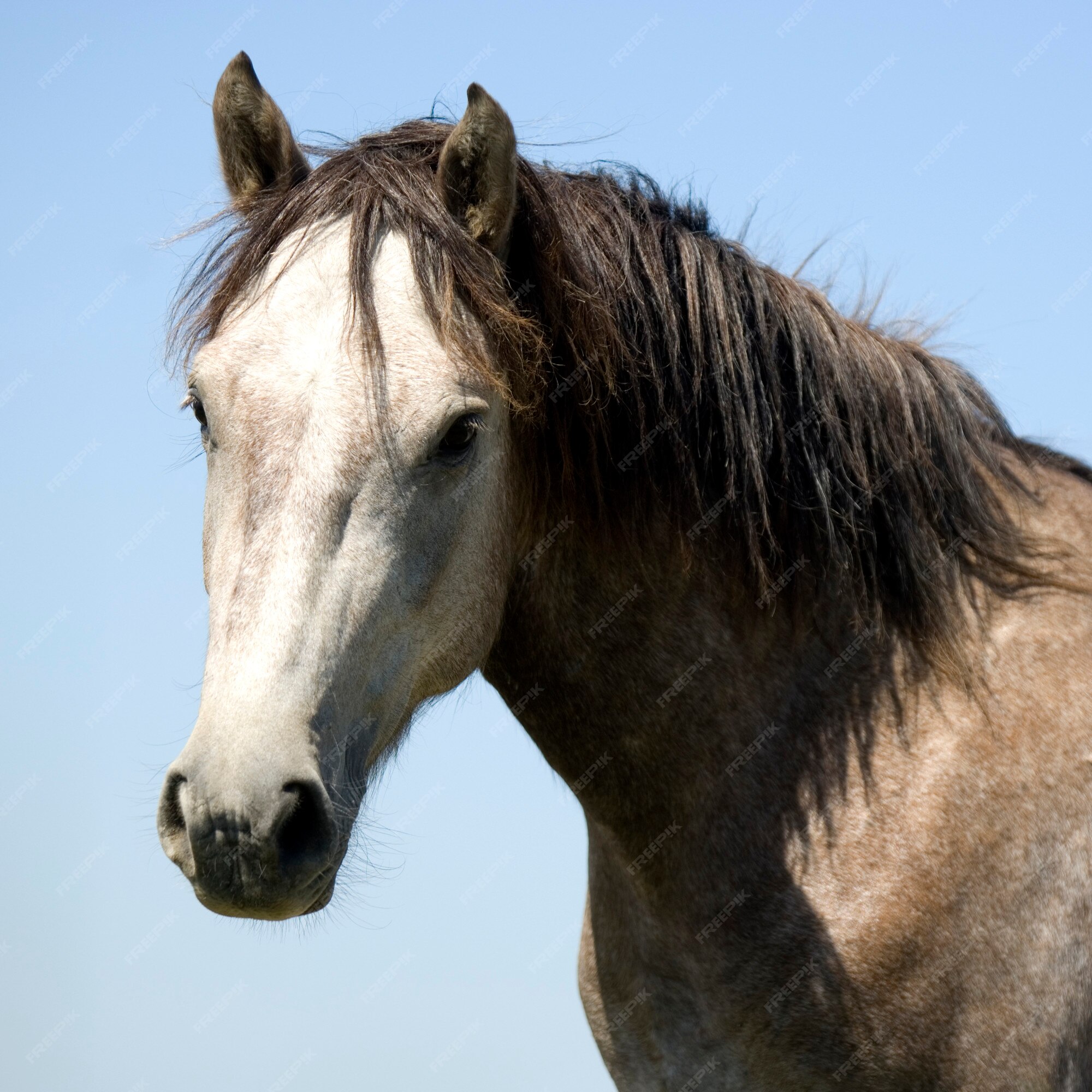 Retrato de um cavalo na frente de um céu azul