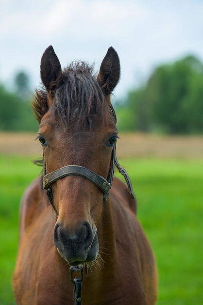 Retrato de um cavalo na natureza