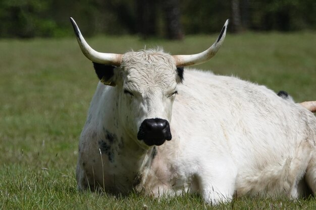 Foto retrato de um cavalo no campo