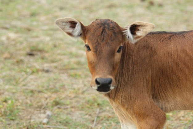 Foto retrato de um cavalo no campo