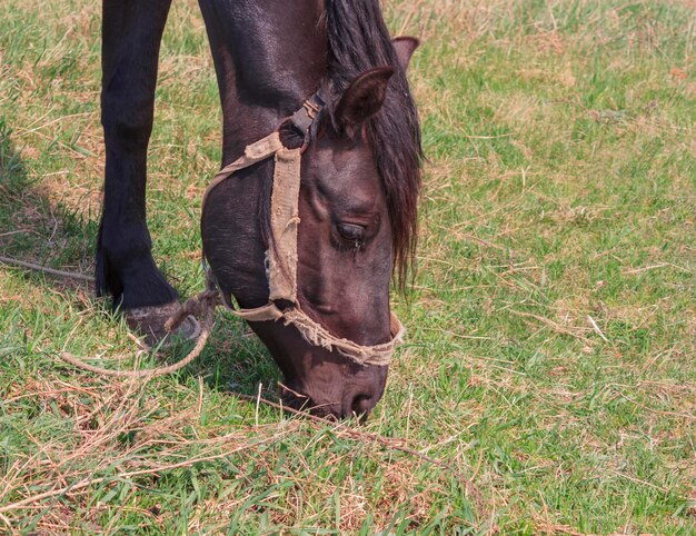 Foto retrato de um cavalo preto sobre um fundo de grama verde