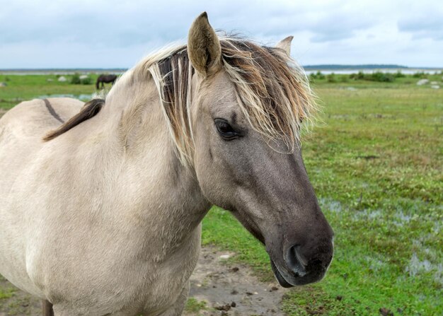 Foto retrato de um cavalo selvagem os habitantes do parque natural de engure são animais selvagens