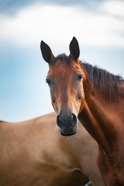 Retrato de um cavalo sorridente e arrepiante