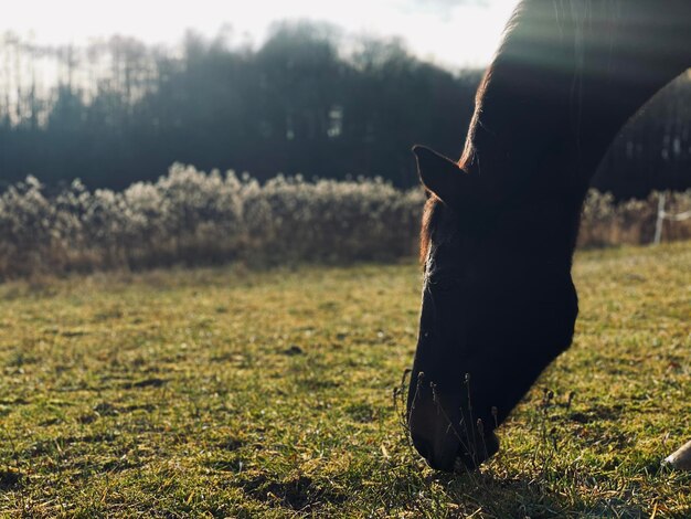 Foto retrato de um cavalo