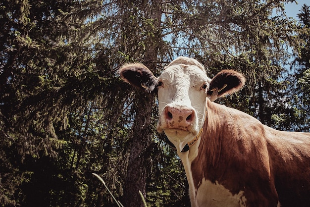 Retrato de um cavalo