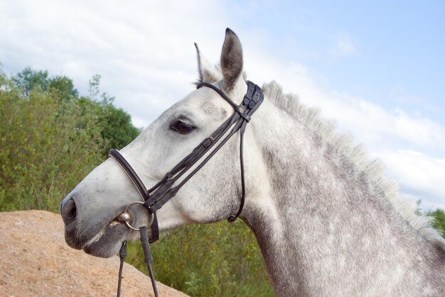 Foto retrato de um cavalo