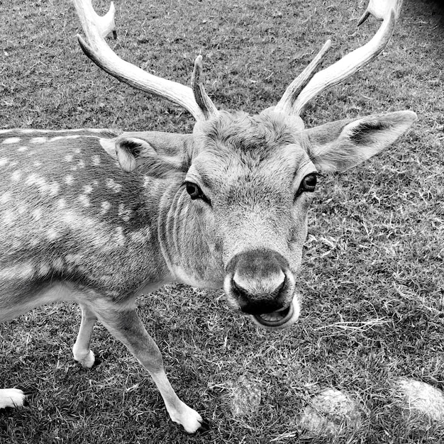 Retrato de um cervo de pé no campo