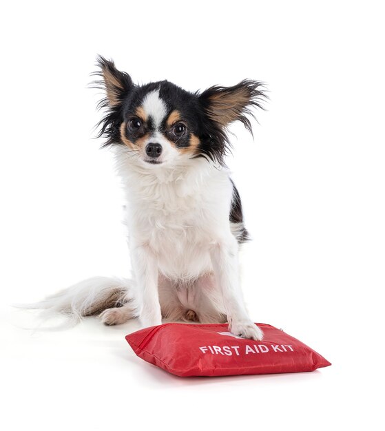 Retrato de um Chihuahua com um kit de primeiros socorros vermelho em um fundo branco