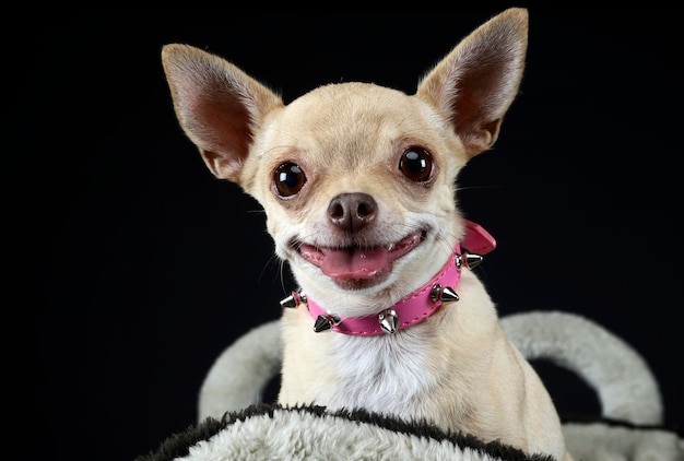 Retrato de um chihuahua relaxando contra um fundo preto