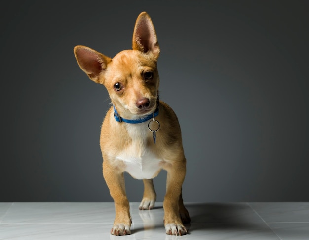 Retrato de um chihuahua