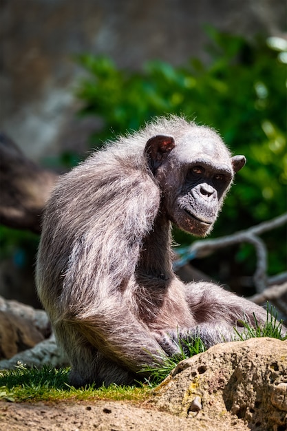 Retrato de um chimpanzé