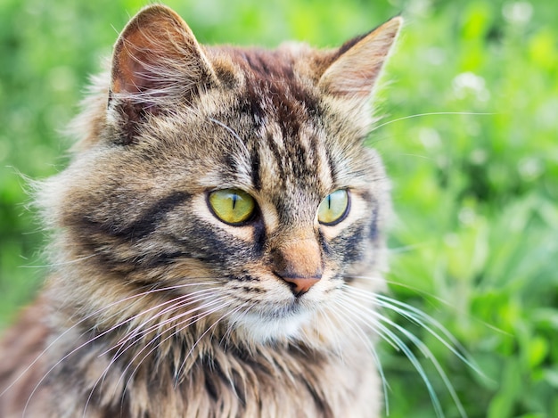 Retrato de um close-up de um gato jovem, listrado e fofo