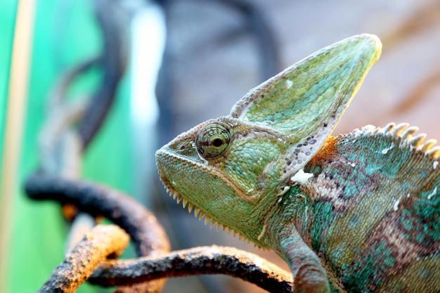 Retrato de um close up do calyptratus do chamaeleo