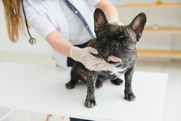 Retrato de um conceito de medicina veterinária Bulldog Francês Cães de pedigree Animais engraçados