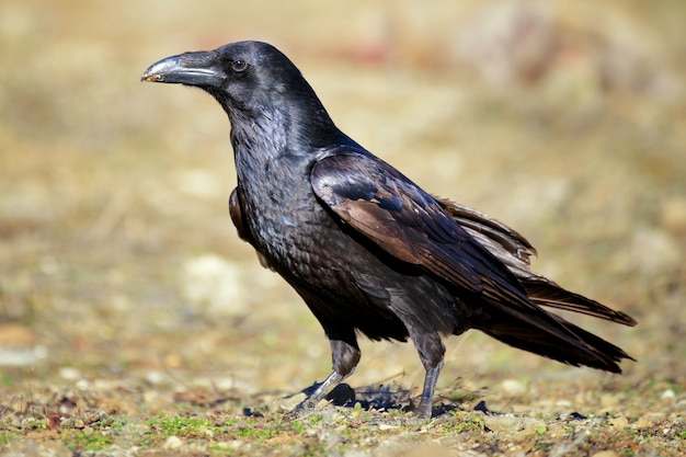 Foto retrato de um corvo (corvus corax).