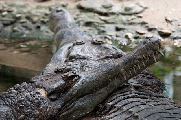 Retrato de um crocodilo em um reptilário