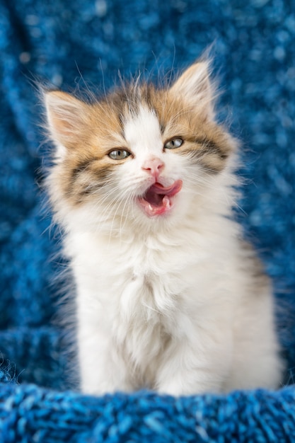 Retrato, de, um, cute, gatinho fofo, lambido