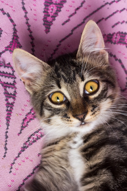 Retrato, de, um, cute, jovem, cinzento, gato