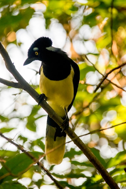 Retrato de um Cyanocorax chrysops em Iguazu