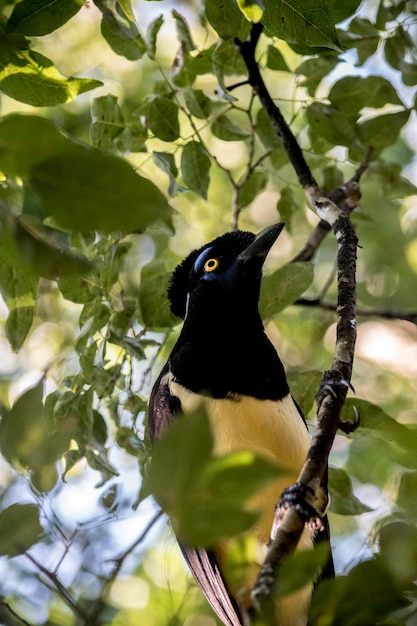 Retrato de um Cyanocorax chrysops inIguazu