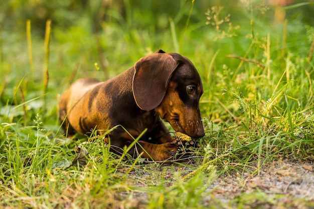Retrato de um dachshund em miniatura no parque