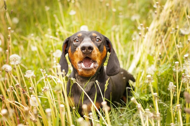 Retrato de um dachshund em um campo de cachorro-leão latindo