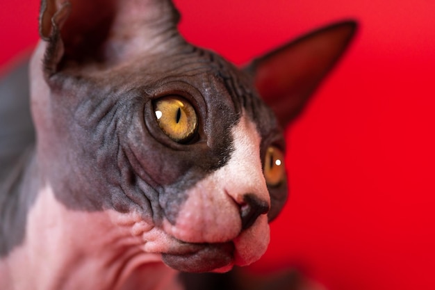 Retrato de um dos gatos mais bonitos da Sphynx canadense com olhos amarelos expressivos