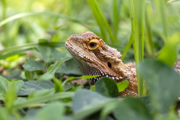 Foto retrato de um dragão barbudo