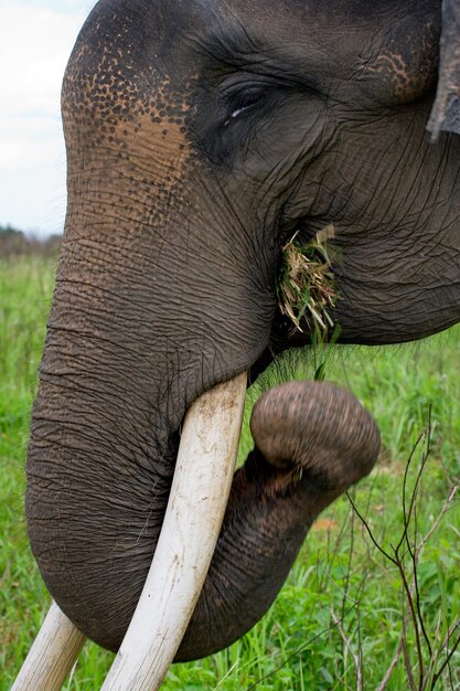 Foto retrato de um elefante asiático. indonésia. sumatra. way kambas national park.