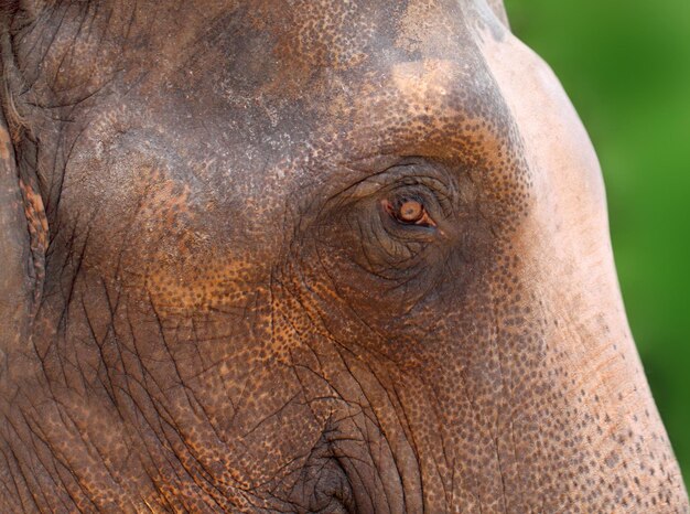 Retrato de um elefante asiático