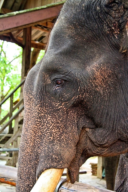 Retrato de um elefante