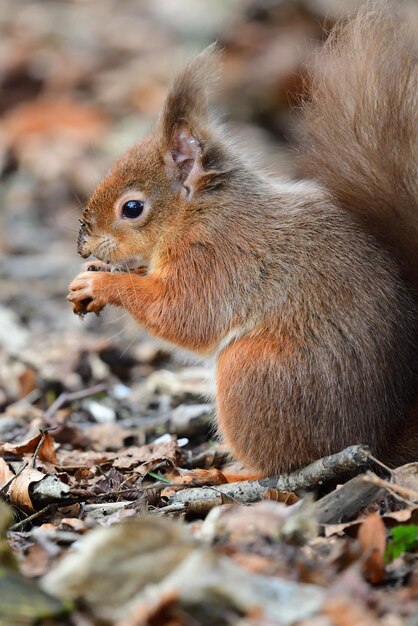 Retrato de um esquilo vermelho comendo uma noz