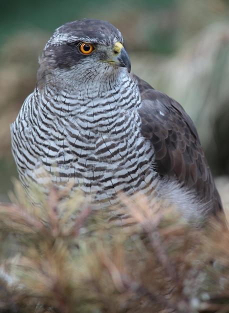 Retrato de um falcão majestoso