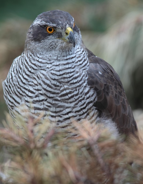 Retrato de um falcão majestoso