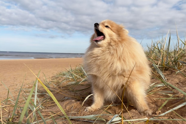 Retrato de um feliz cachorrinho spitz pomeraniano na praia em um dia ensolarado de verão no mar