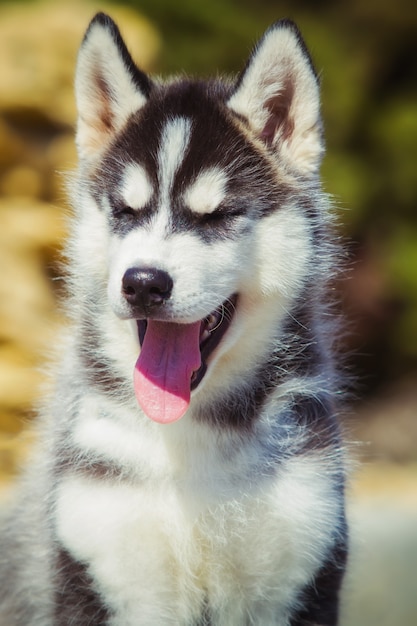 Retrato de um filhote de cachorro Husky siberiano andando no quintal. Um cachorrinho fofo de cão husky siberiano ao ar livre